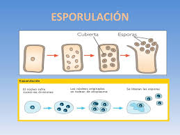 Esporulacion | SANCLASE Material De Apoyo De Biologia